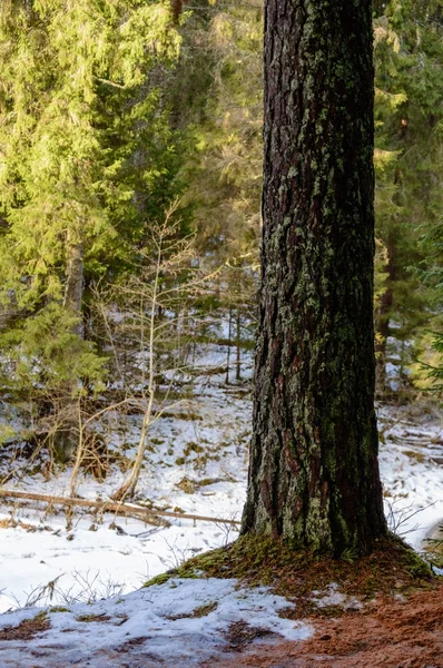 Tronchi d'albero solitari nella foresta in estate — Foto Stock