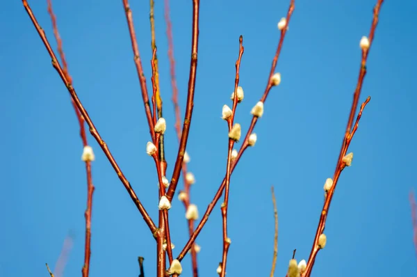 Primeira árvore floresce na primavera — Fotografia de Stock