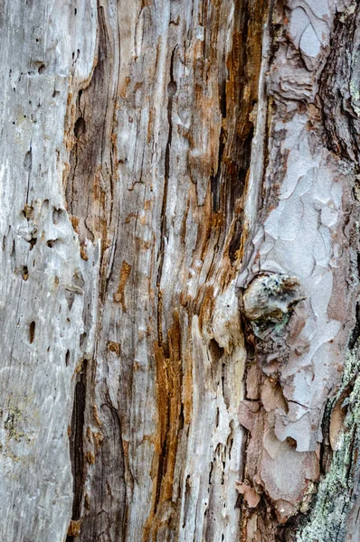 Texturas del tronco del árbol en ambiente natural — Foto de Stock