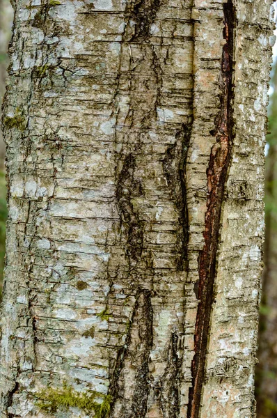 Υφές κορμός δέντρου στο φυσικό περιβάλλον — Φωτογραφία Αρχείου