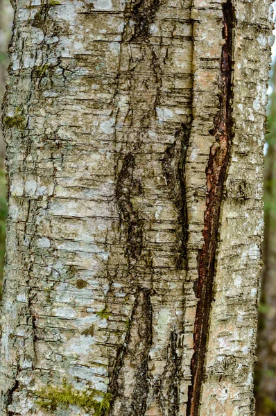 Texturas de tronco de árvore em ambiente natural — Fotografia de Stock