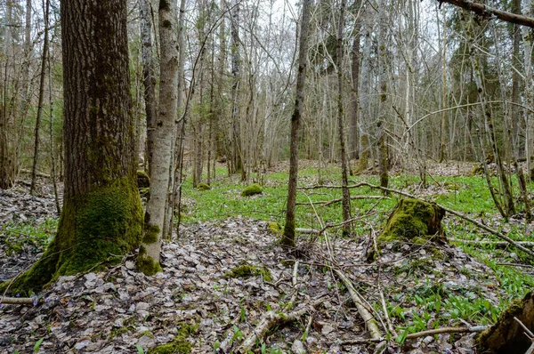 Troncos árvore solitário na floresta no verão — Fotografia de Stock
