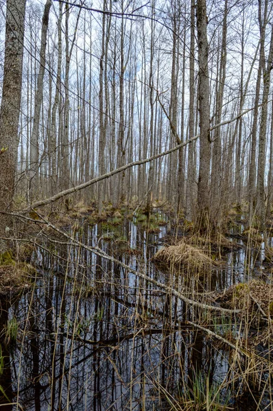 Réflexions de troncs d'arbres dans un étang sale en automne — Photo