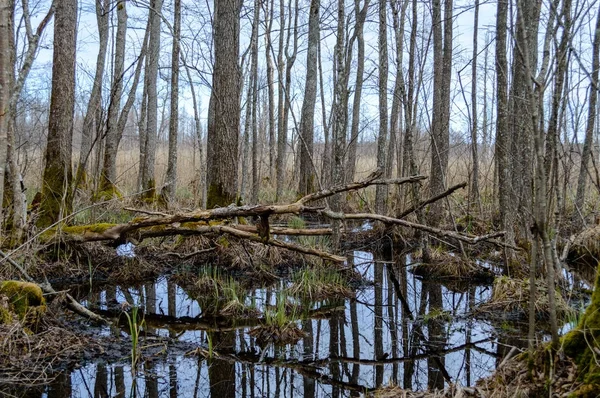 Reflejos de troncos de árboles en estanque sucio en otoño —  Fotos de Stock