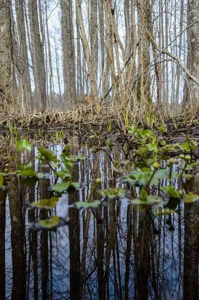 Reflejos de troncos de árboles en estanque sucio en otoño — Foto de Stock