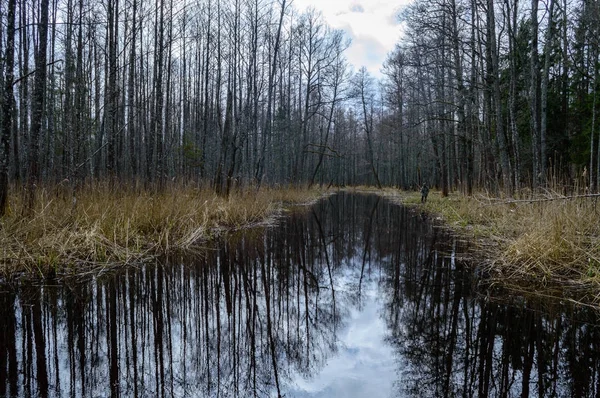 Reflejos de troncos de árboles en estanque sucio en otoño —  Fotos de Stock