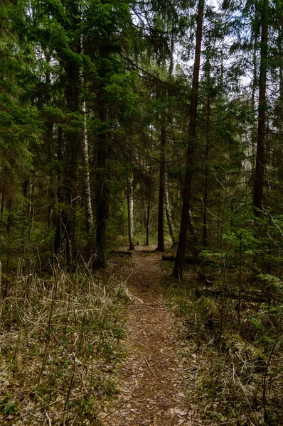 Prázdné silnice v zemi lese — Stock fotografie
