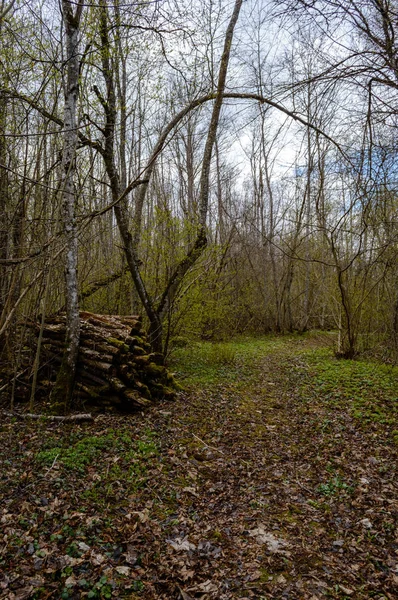 Tree trunk textures in natural environment — Stock Photo, Image