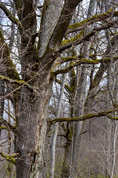 Troncos de árboles solitarios en el bosque en verano —  Fotos de Stock