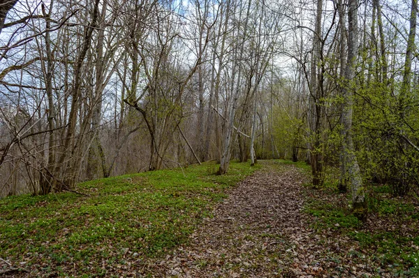 Lege weg in land bos — Stockfoto