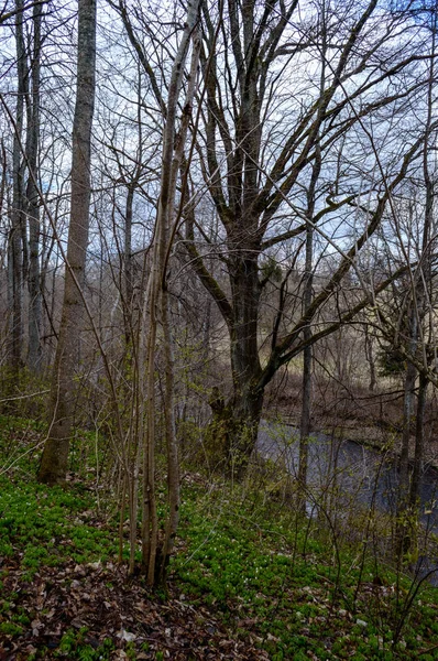 Río Bosque en primavera — Foto de Stock