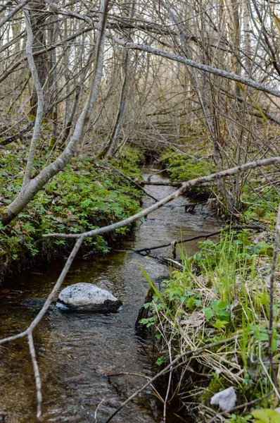 Río Bosque en primavera — Foto de Stock