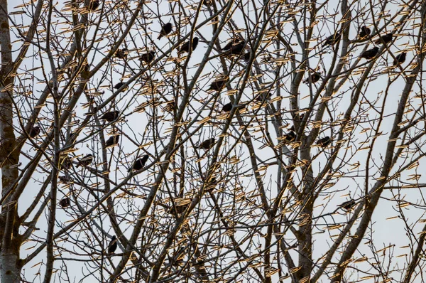 Oiseaux dans les arbres — Photo