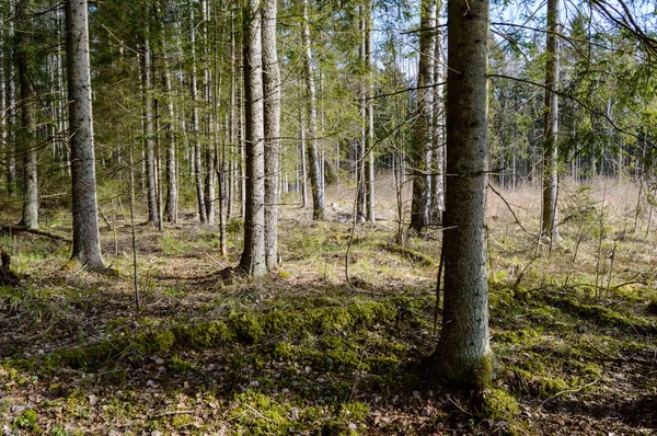 Ensam trädstammar i skogen i sommar — Stockfoto