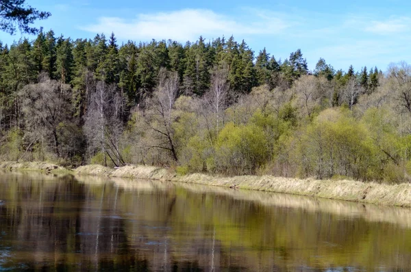 Forest River in primavera — Foto Stock