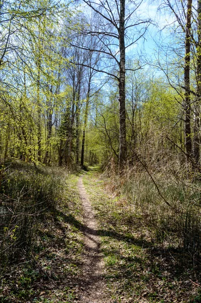 Tom väg i landet skog — Stockfoto