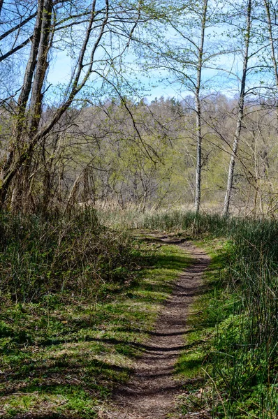 Camino vacío en el bosque rural — Foto de Stock