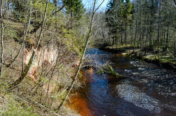 Forest River in primavera — Foto Stock