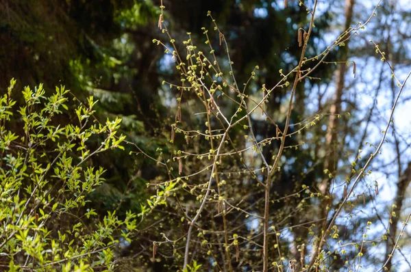 Primeras flores de árboles en primavera — Foto de Stock