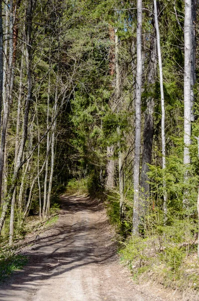 Strada vuota nella foresta di campagna — Foto Stock