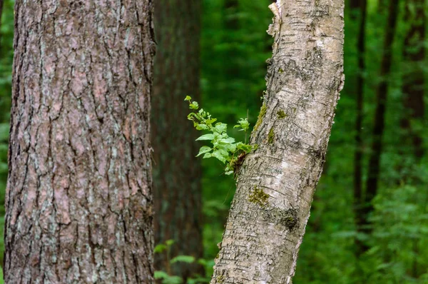 Einsame Baumstämme im Sommer im Wald — Stockfoto