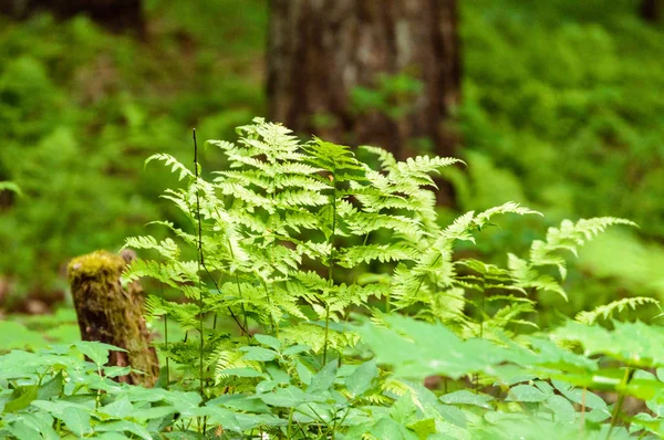 Primavera in campagna, dettaglio girato — Foto Stock