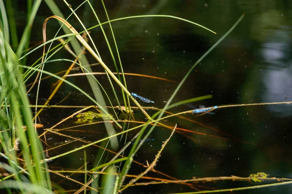 Na jaře listy svěží s rozostření pozadí — Stock fotografie