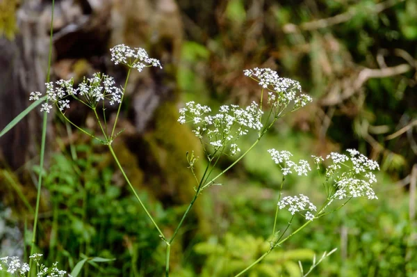 Foglie primaverili lussureggianti con sfondo sfocato — Foto Stock