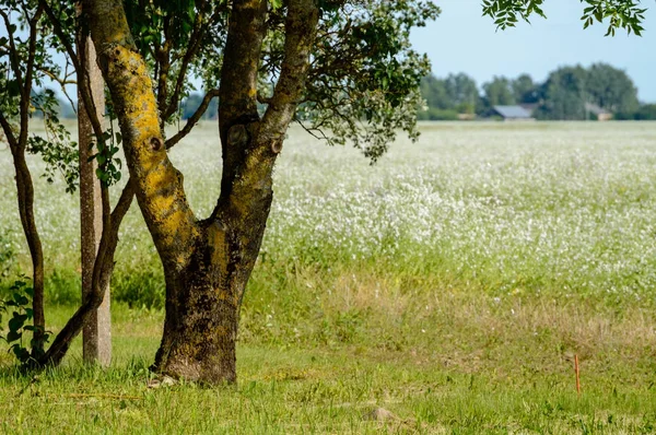 Tronchi d'albero solitari nella foresta in estate — Foto Stock