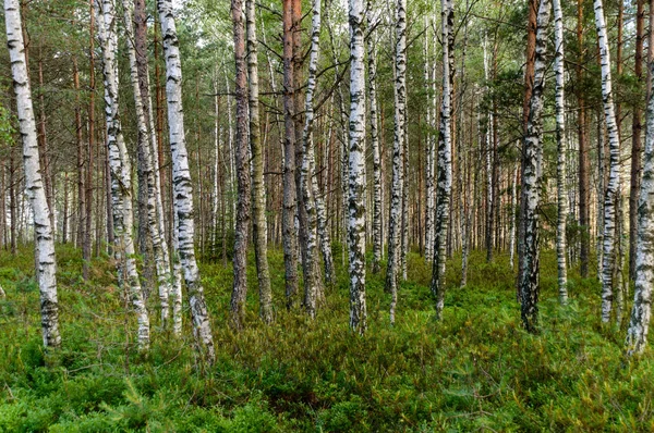 Texturas del tronco del árbol en ambiente natural — Foto de Stock