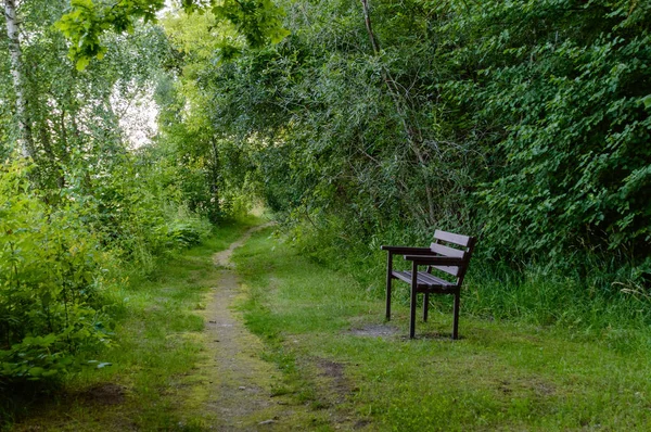Camino vacío en el bosque rural — Foto de Stock