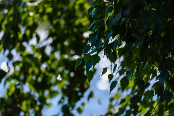 Primavera folhas exuberante com fundo borrão — Fotografia de Stock