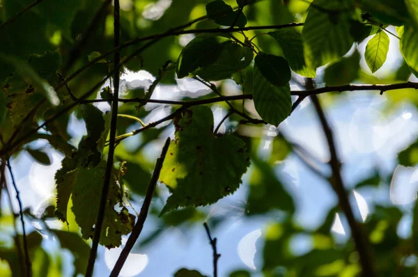 봄 잎 흐림 배경와 무성 한 — 스톡 사진