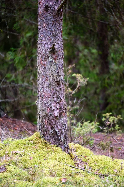Μοναχικό δέντρο κορμών στο δάσος καλοκαίρι — Φωτογραφία Αρχείου