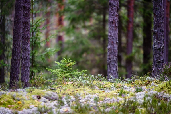 Texturas de tronco de árvore em ambiente natural — Fotografia de Stock