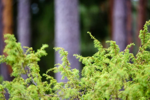 Texturas de tronco de árvore em ambiente natural — Fotografia de Stock