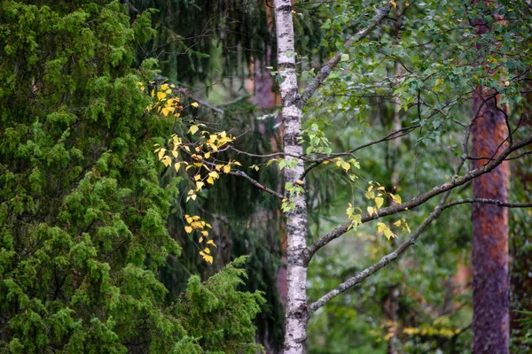 Texture del tronco d'albero in ambiente naturale — Foto Stock