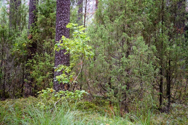 Texturas del tronco del árbol en ambiente natural — Foto de Stock