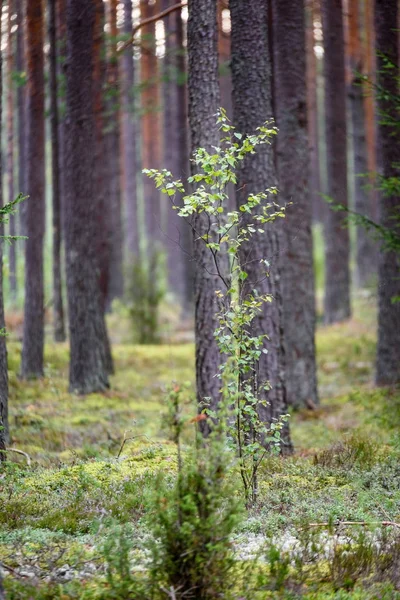 Текстури стовбура дерева в природному середовищі — стокове фото