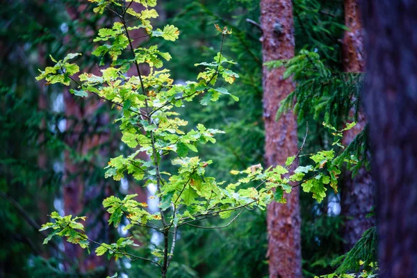 Texturas de tronco de árvore em ambiente natural — Fotografia de Stock