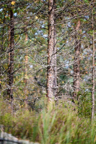 Textures de tronc d'arbre en milieu naturel — Photo