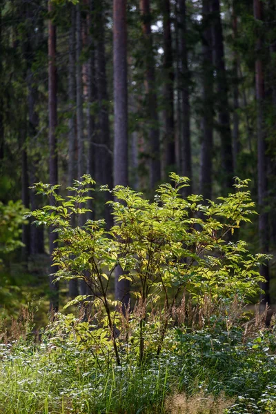 Textures de tronc d'arbre en milieu naturel — Photo