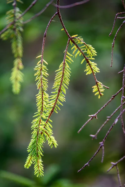 Texturas de tronco de árvore em ambiente natural — Fotografia de Stock