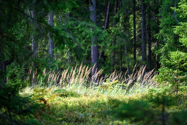 Textury kmen stromu v přirozeném prostředí — Stock fotografie