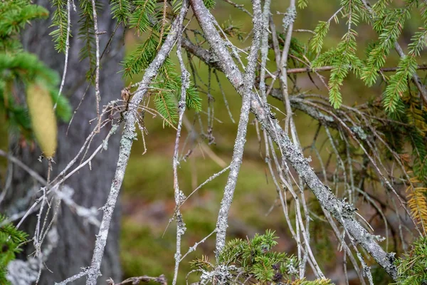 Textures de tronc d'arbre en milieu naturel — Photo