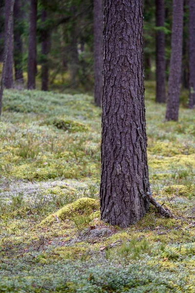 Magányos fatörzsek nyári erdőben — Stock Fotó