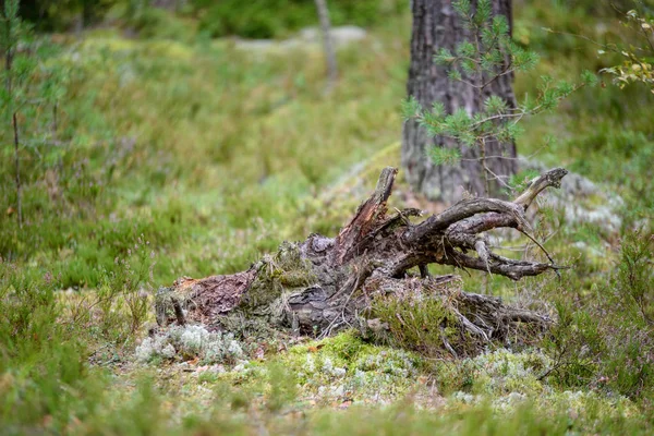 Osamělý strom kmenů v lese, v létě — Stock fotografie