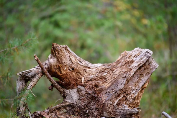 Velhos tocos de árvore quebrados na floresta no verão — Fotografia de Stock