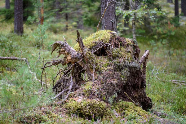 Staré pařezy zlomený strom v lese v létě — Stock fotografie