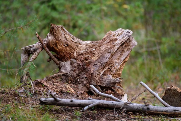 Viejos tocones de árboles rotos en el bosque en verano — Foto de Stock
